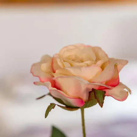 Old Town Historical דירה דוברובניק