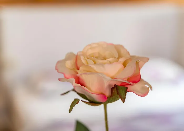 Old Town Historical דירה דוברובניק